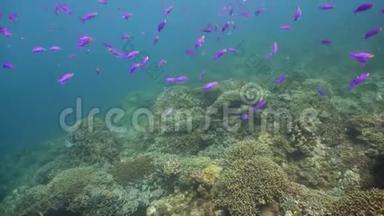 五颜六色的珊瑚和热带鱼。 深蓝色海洋中带鱼和海洋生物的珊瑚礁景观背景